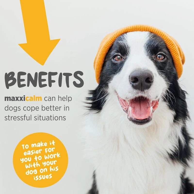 maxxipaws maxxicalm Calming Aid for Dogs