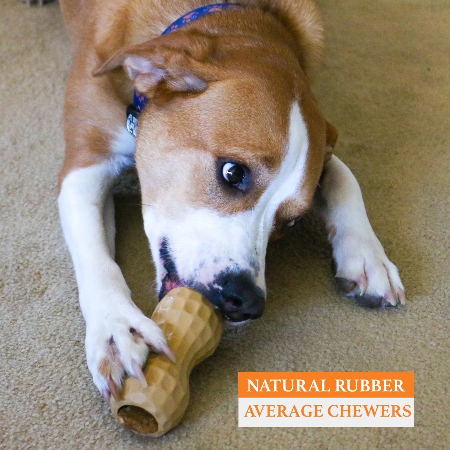 Poochie Butter Fill Chew Toy (Medium)