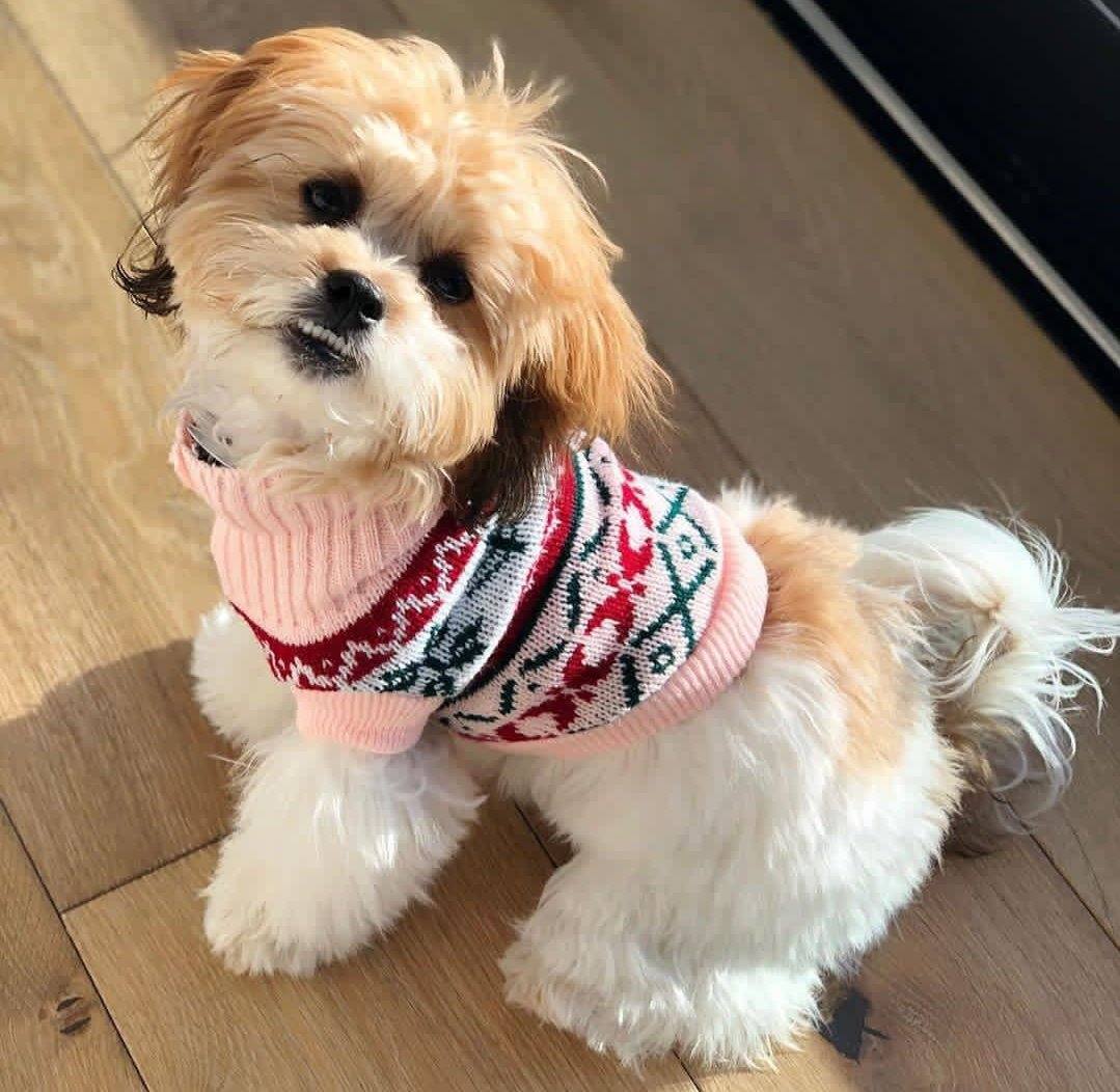 Snowflake sweater - Pawfiestastore