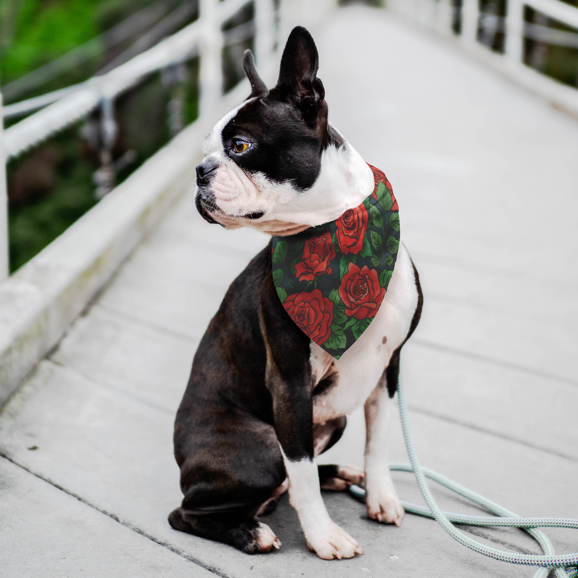 Red Roses Dog Bandana