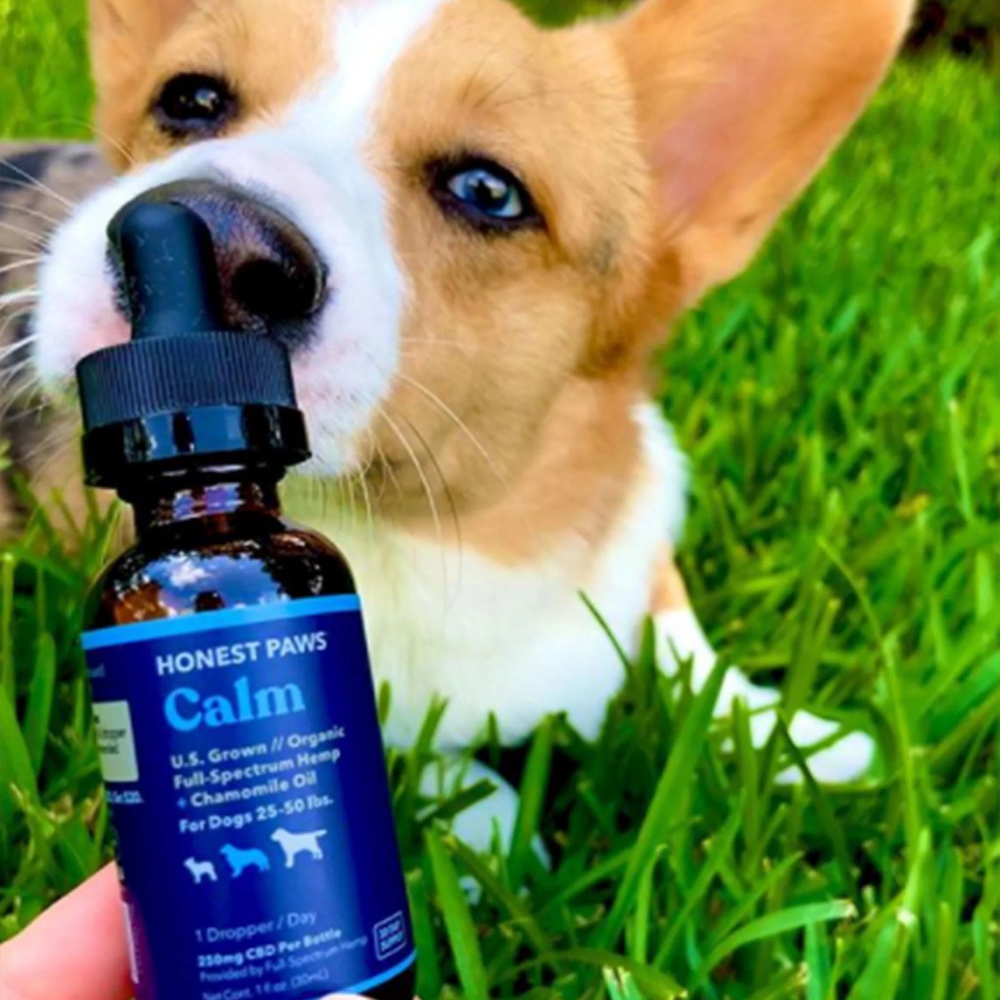 Honest Paws Calm Oil