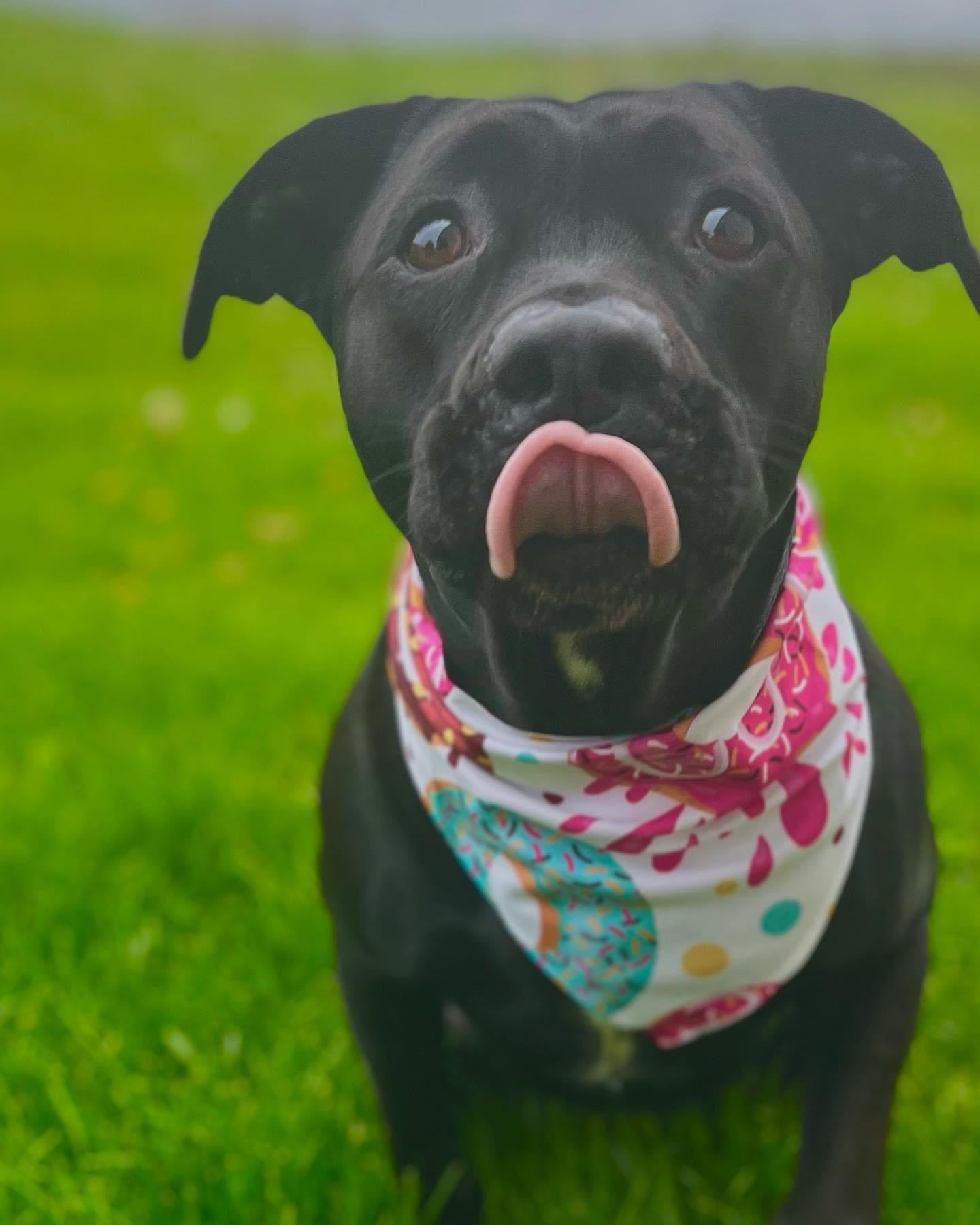 Donuts Dog Bandana