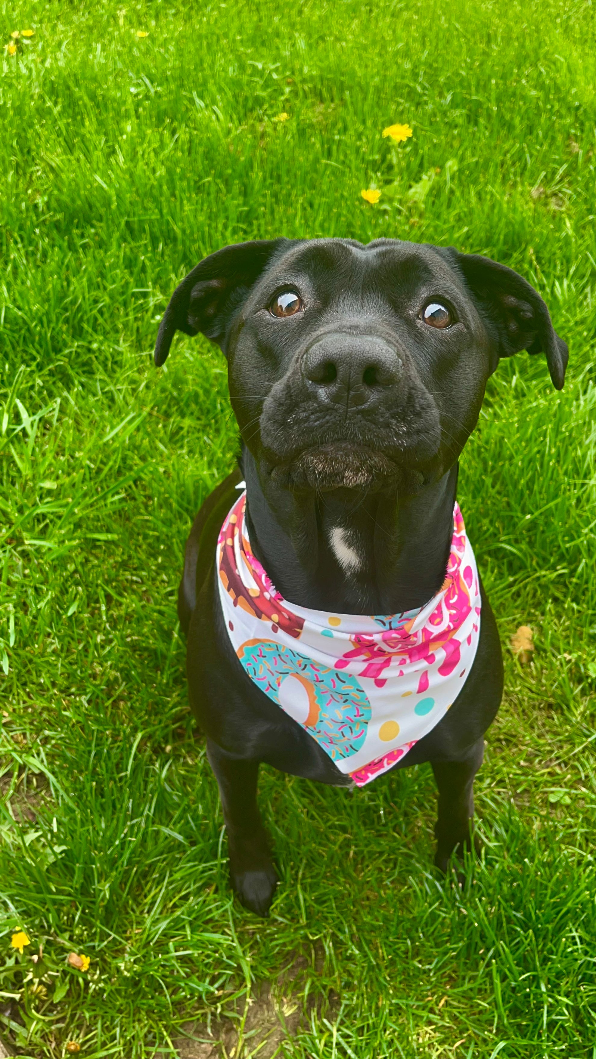 Donuts Dog Bandana