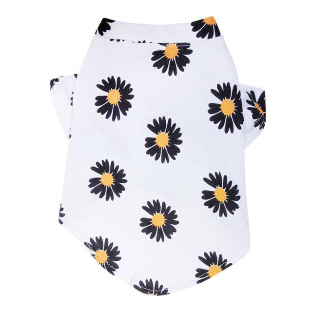 Daisies - Pawfiestastore