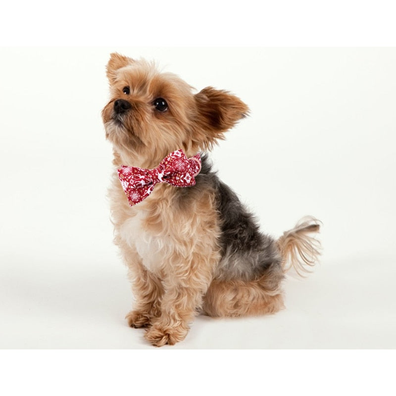 Christmas collar and bow tie