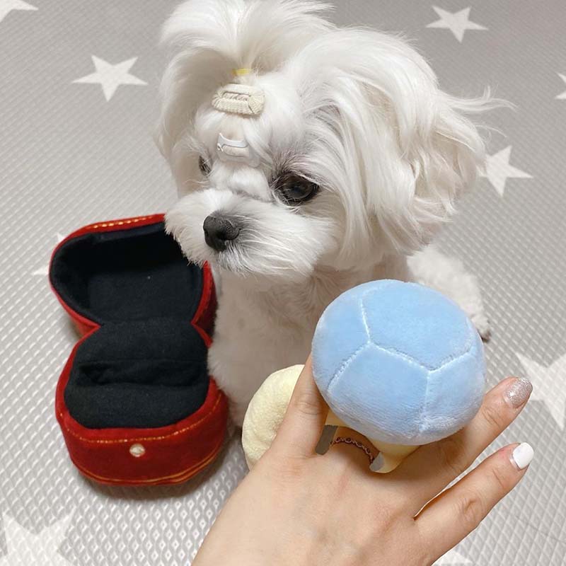 Ring In A Box Plush Dog Toy