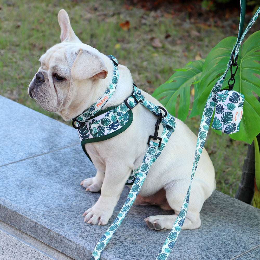 Assorted Summer Harness set for small dogs