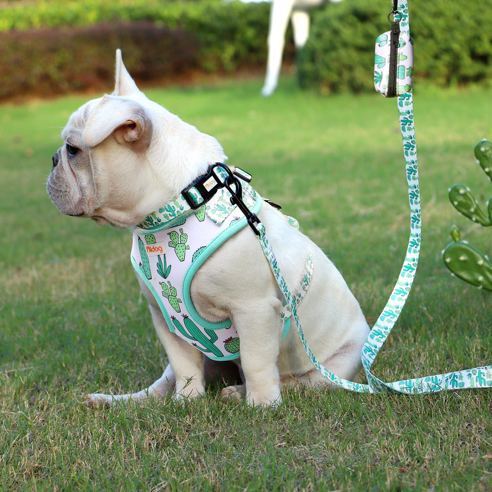 Assorted Summer Harness set for small dogs