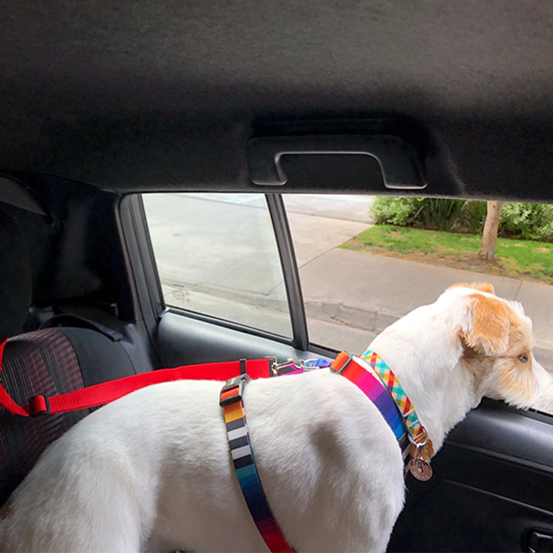 Car Seat Belt Leash